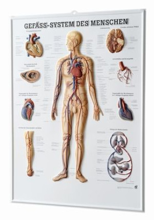 3D Anatomie-Relieftafel «Gefäss-System des Menschen»