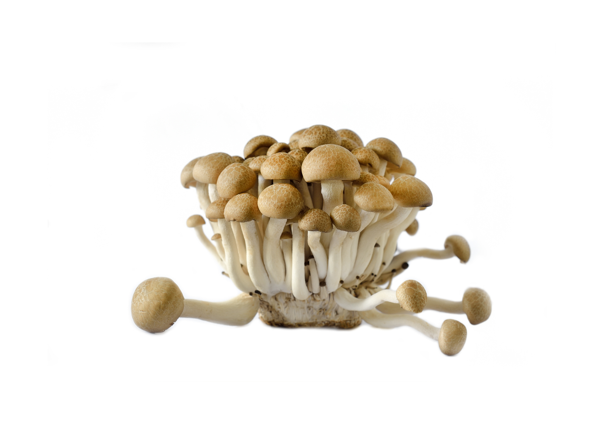Grzyby brązowe Buna Shimeji świeże 150g