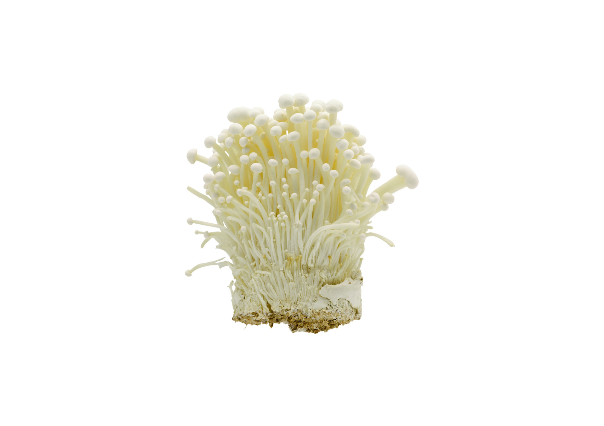 Grzyby Enoki świeże / Enokitake / Flammulina velutipes 100g