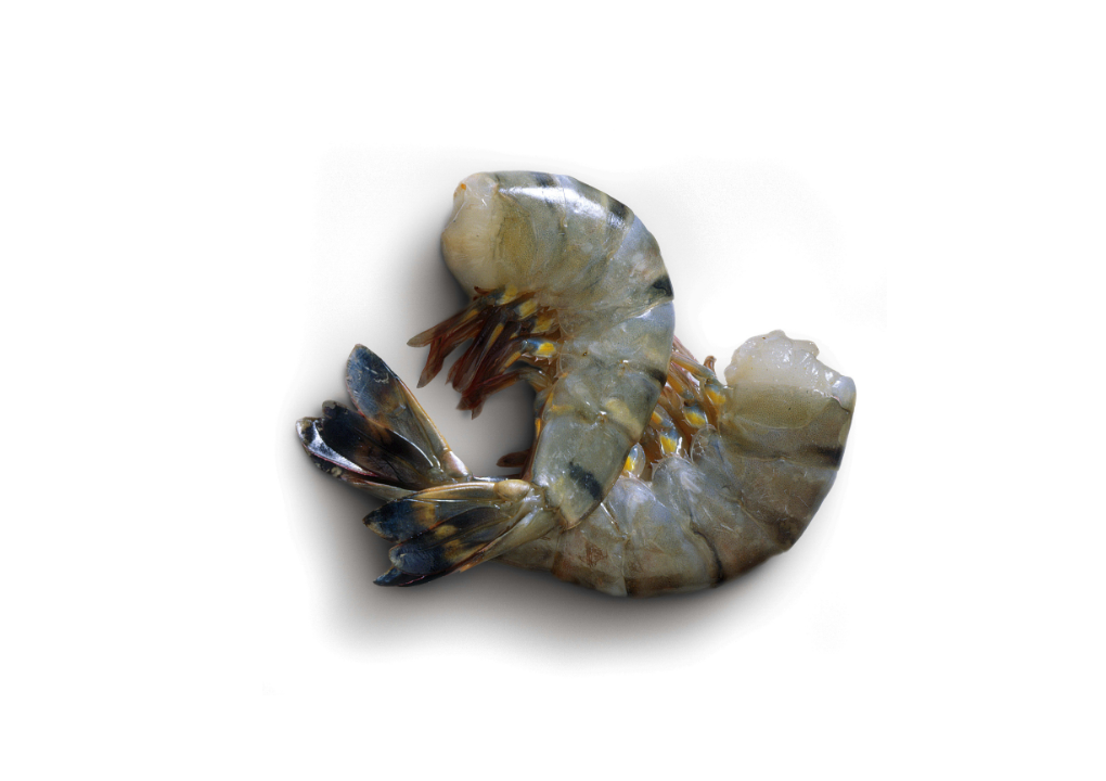 Krewetki tygrysie surowe w skorupie 16/20 szt/lb 1kg [PRODUKT MROŻONY]