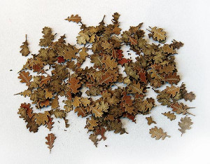 Leaves - oak