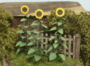 Sunflowers