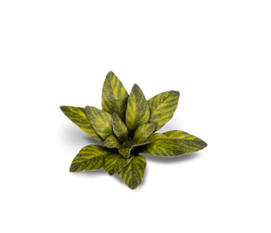 Laser Plants - Dumb Cane