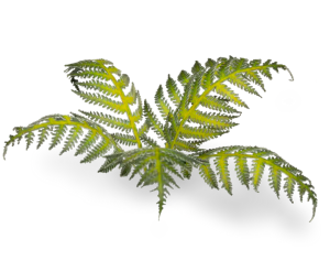 Laser Plants - Bracken