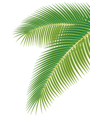 Palm Leaves - Type I