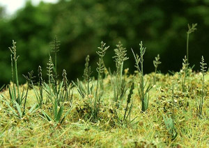 Fescue