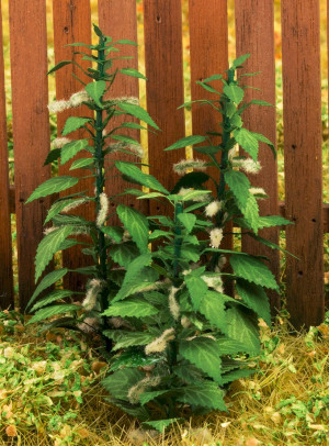 Nettle