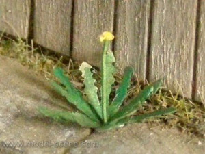 Dandelion