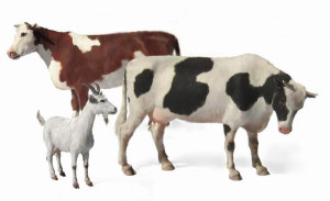 Domestic Animals