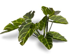 Laser Plants - Elephant Ear