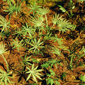 Ground asian palm