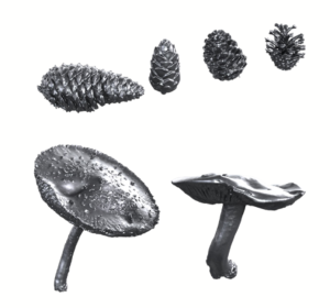 Pine cones and mushrooms