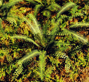 Tropical fern