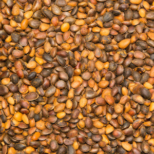 Paul's Mühle Zirbelnüsse 10 kg