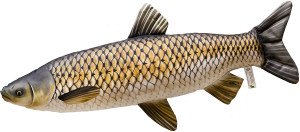 Ryba Amur Mini - 40cm - pluszak, maskotka