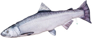 Ryba Czawycza - 90cm - pluszak, maskotka