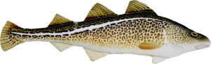 Ryba Dorsz Atlantycki - 38cm - pluszak, maskotka