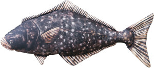 Ryba Halibut - 80cm - pluszak, maskotka