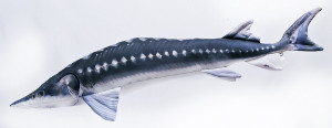 Ryba Jesiotr - 125cm - pluszak, maskotka