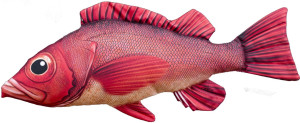Ryba Karmazyn Mentela - 75cm - pluszak, maskotka