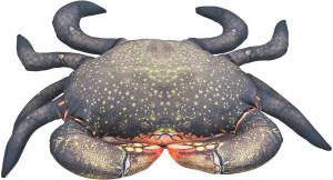Krab Błotny - 60cm - pluszak, maskotka