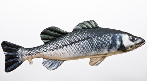 Ryba Labraks Sea Bass - 70cm - pluszak, maskotka