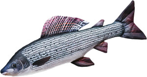 Ryba Lipień - 65cm - pluszak, maskotka