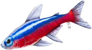 Ryba Neon - 53cm - pluszak, maskotka
