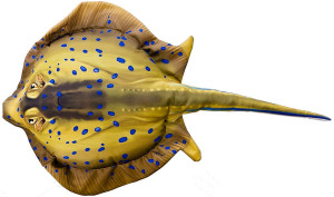 Ryba Ogończa nakrapiana Manta Płaszczka Mini - 50cm - pluszak, maskotka