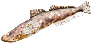Ryba Płaskogłowy - 102cm - pluszak, maskotka