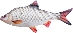 Ryba Płoć Mini - 35cm - pluszak, maskotka