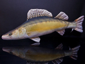 Ryba Sandacz Mini - 50cm - pluszak, maskotka
