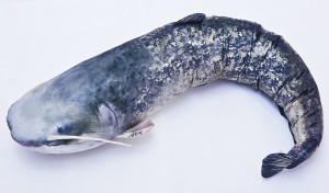 Ryba Sum - 200cm - pluszak, maskotka