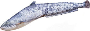 Ryba Sum Mini - 62cm - pluszak, maskotka
