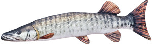 Ryba Szczupak Amerykański - 80cm - pluszak, maskotka