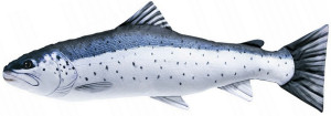 Ryba Troć - 110cm - pluszak, maskotka