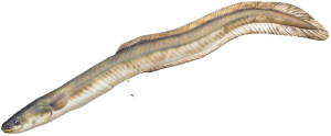 Ryba Węgorz Europejski - 115cm - pluszak, maskotka