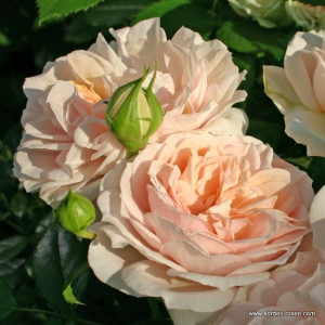 Róża rabatowa GARDEN OF ROSES® - Doniczka 5 l.