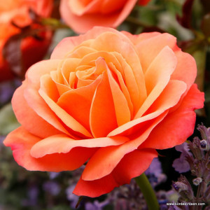 Róża rabatowa CORAL LIONS-ROSE®- doniczka 2 l.
