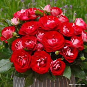 Róża rabatowa ROSE DER EINHEIT® - Doniczka 5 l.