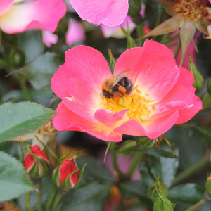 Róża miniaturowa BIENENWEIDE BICOLOR- doniczka 5 l.
