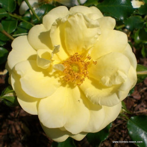 Róża okrywowa SUNNY ROSE® - doniczka 5 l.