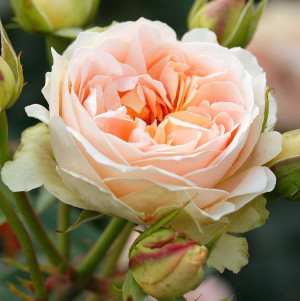 Róża parkowa MATTHIAS CLAUDIUS ROSE® - doniczka 5 l.