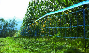 Wildabwehr-Netz 75 cm hoch / 50 m lang