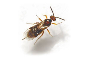 Mehlmottenschlupfwespe Biologische Bekämpfung von Lebensmittelmotten