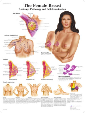 The Female Breast 50x67 cm