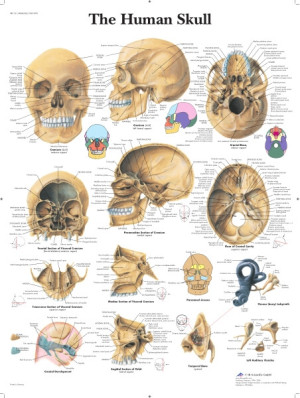 The Human Skulls 50x67 cm
