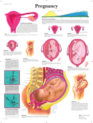 Pregnancy 50x67 cm