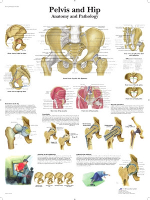 Pelvis and Hip 50x67 cm