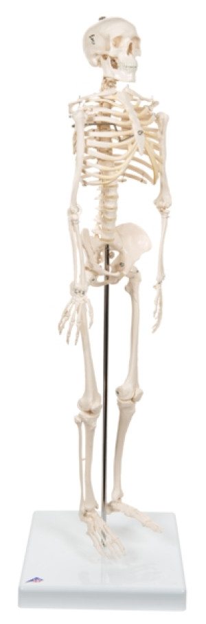 Miniskjelettet "Shorty"